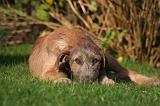 IRISH WOLFHOUND 415